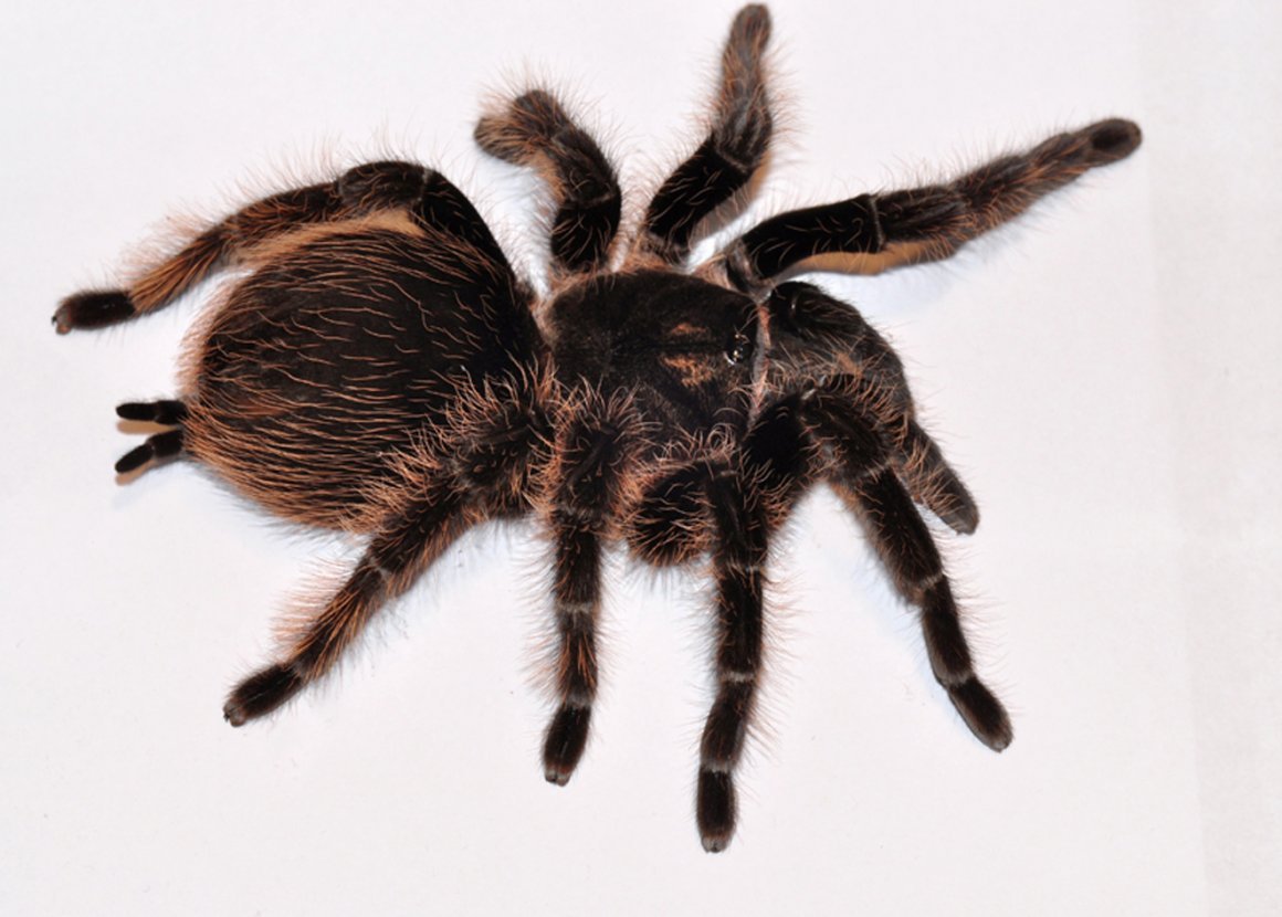 Альба паук птицеед