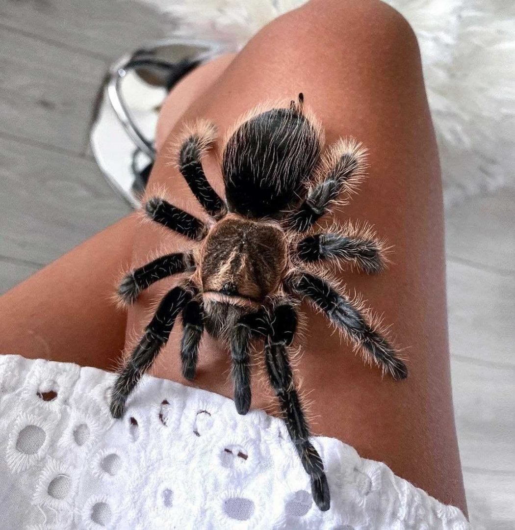 Паук птицеед Brachypelma albopilosum
