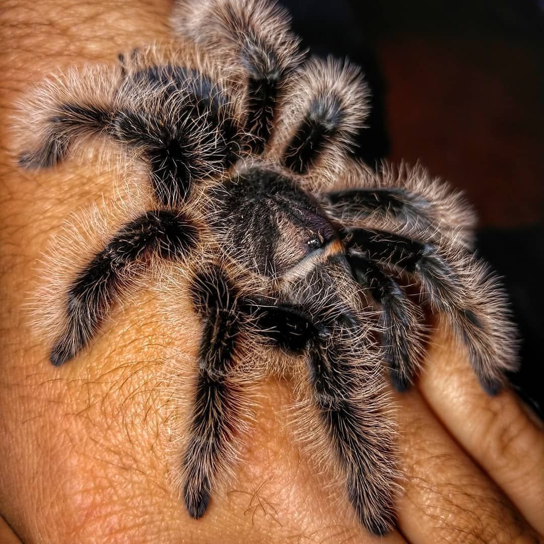 Паук Brachypelma albopilosum
