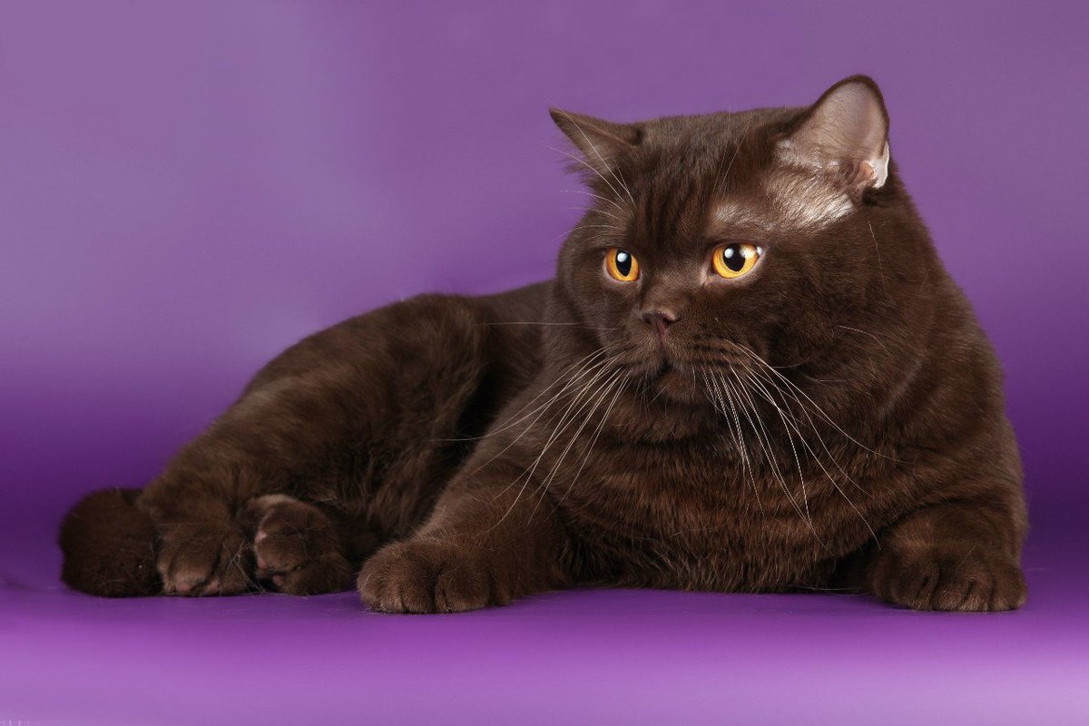 Британская кошка шоколадного окраса - 78 фото