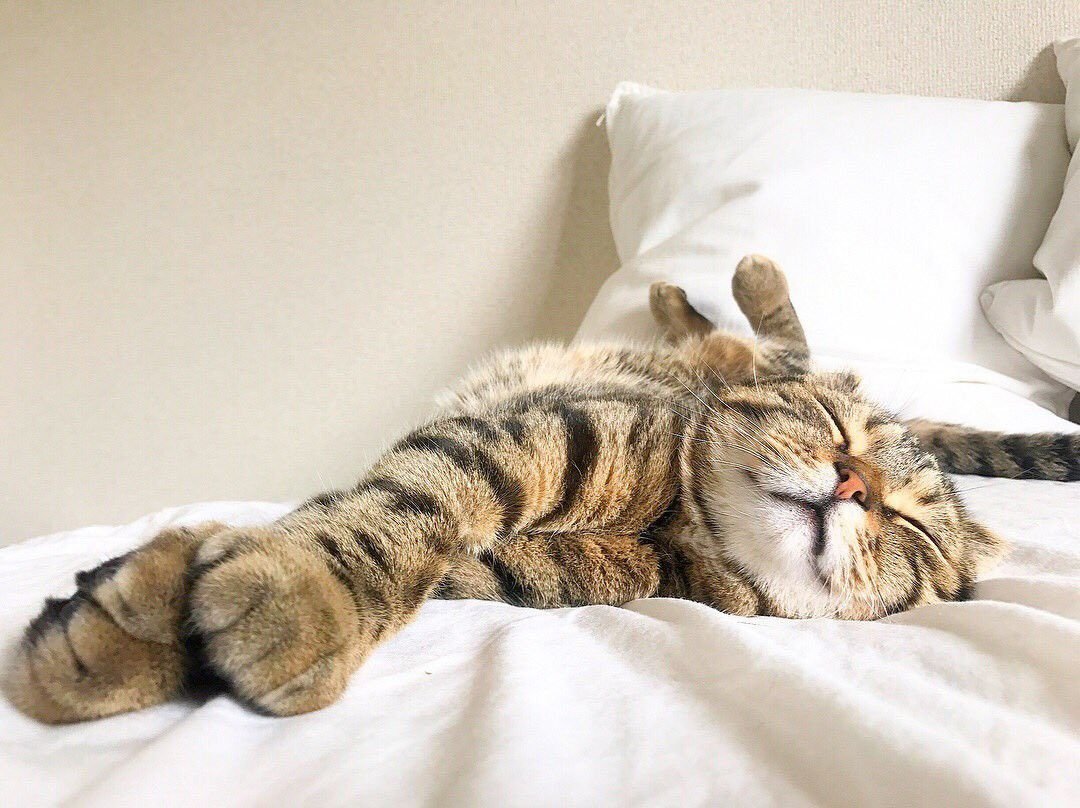 Котик балдеет