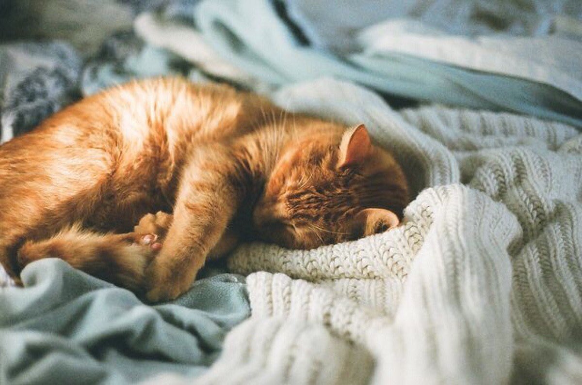 Рыжий кот на кровати