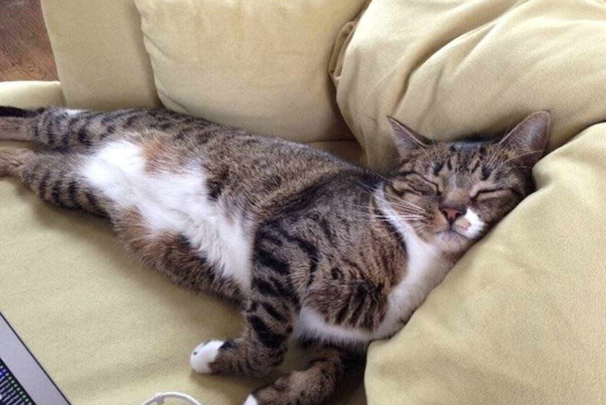 Кот на диване