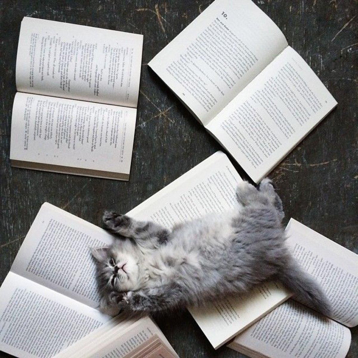 Котенок с книгой