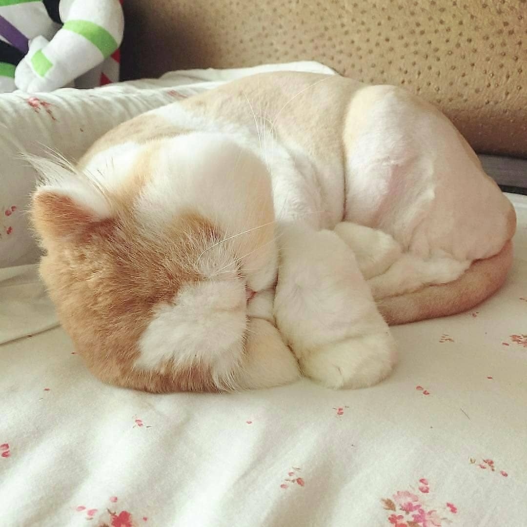 Толстые спящие коты