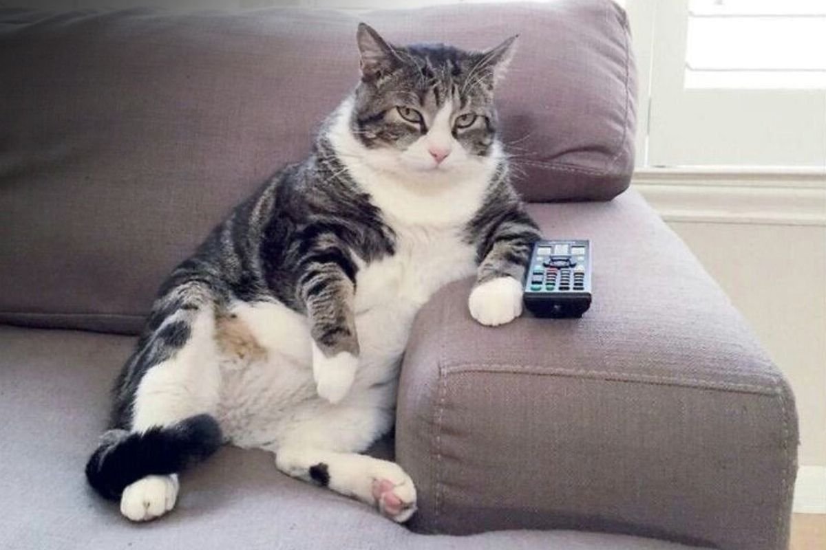 Коты на диване