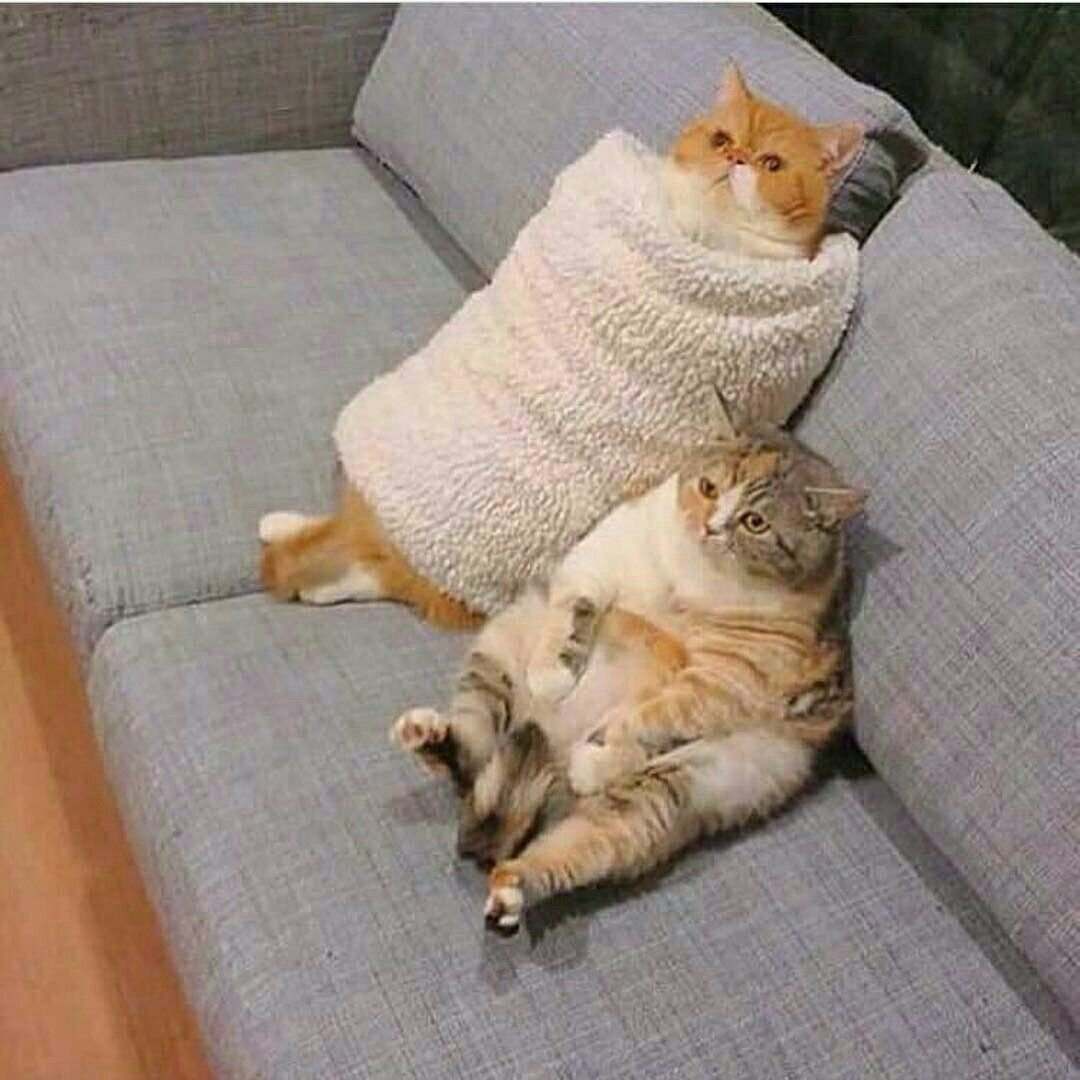 Толстый кот на диване