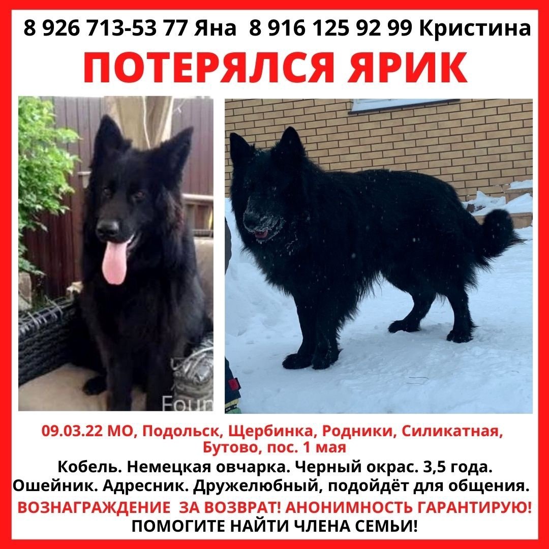 Немецкая овчарка черная и чепрачная