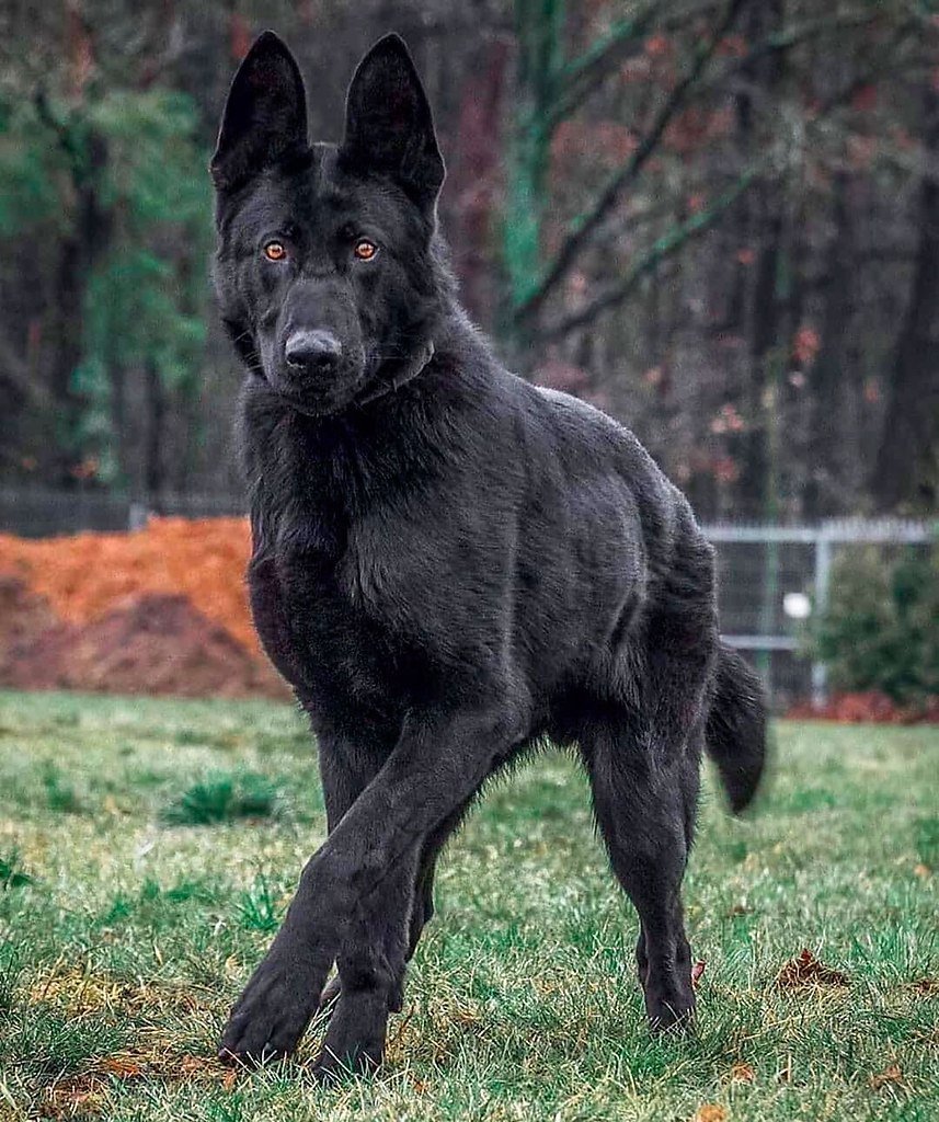 Австрийская овчарка черная