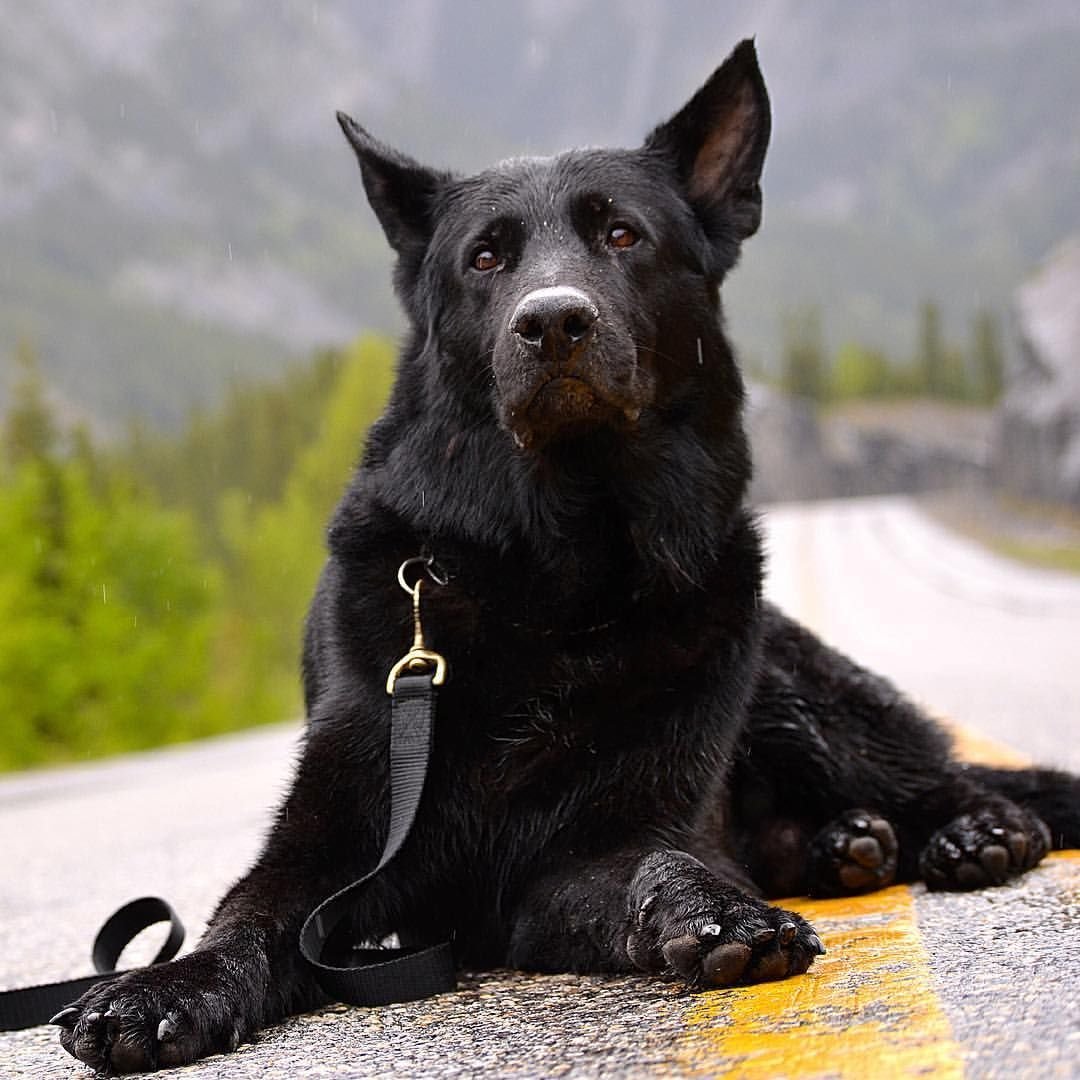 Чёрная немецкаяовчарка