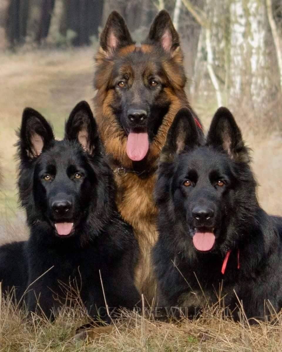 Чёрная немецкая овчарка Эстетика