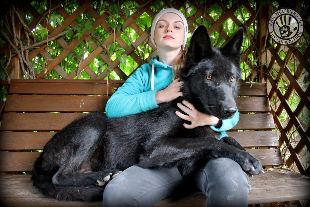 Бельгийская овчарка грюнендаль щенки