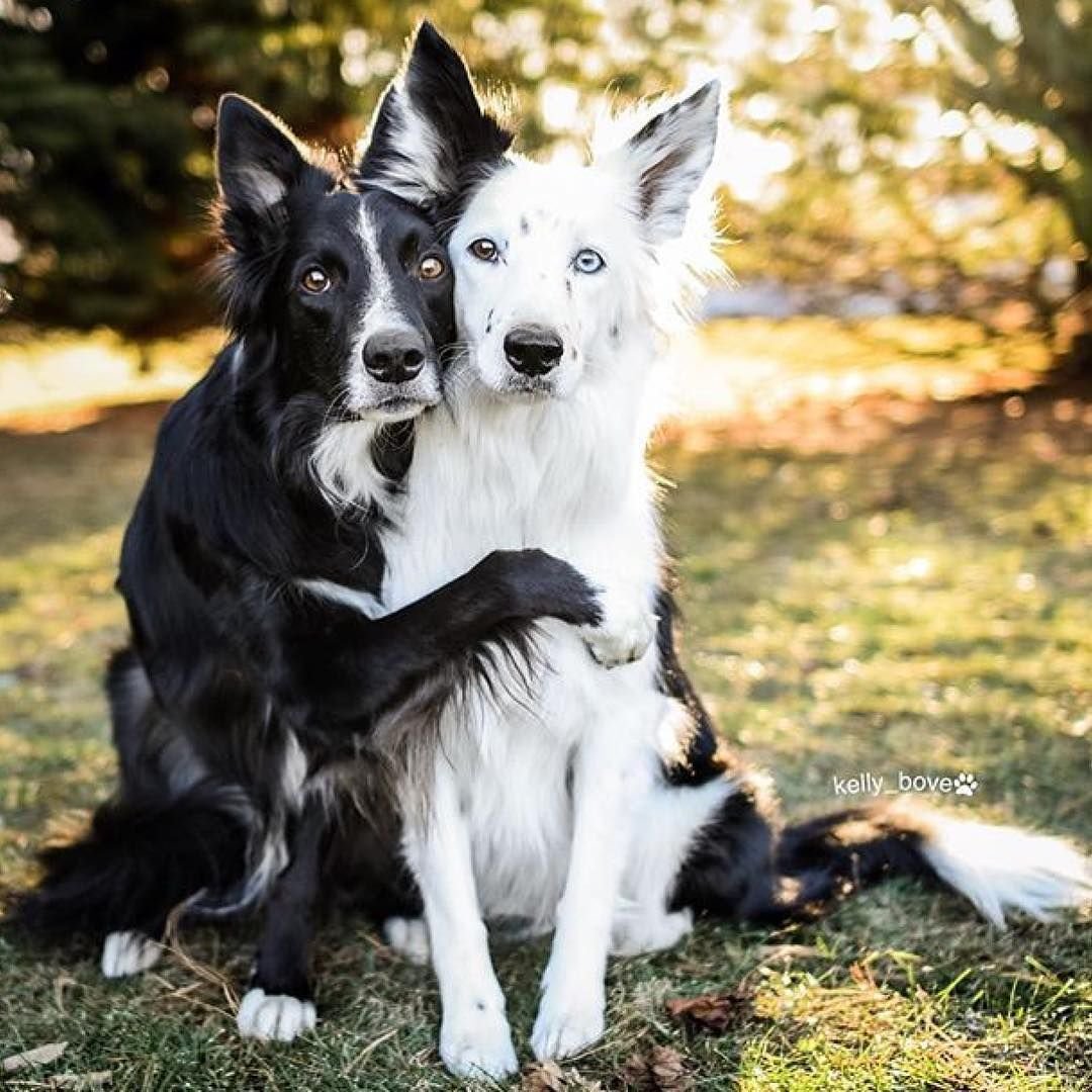 Волкособ гибрид волка