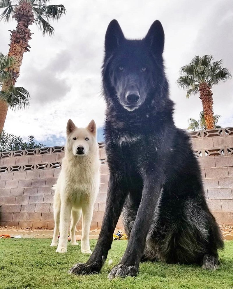 Черный хаски агути Эстетика