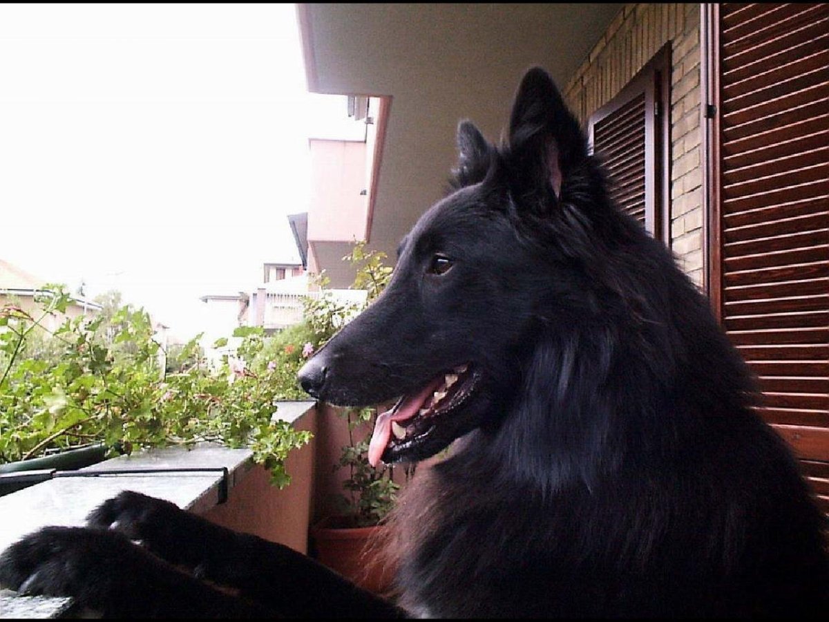 Черная немецкая овчарка служебная
