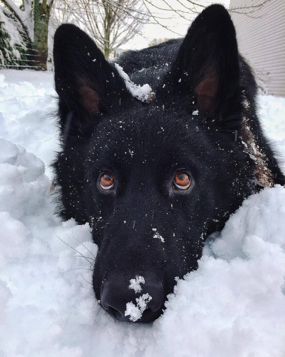 Швейцарская овчарка черная длинношерстная