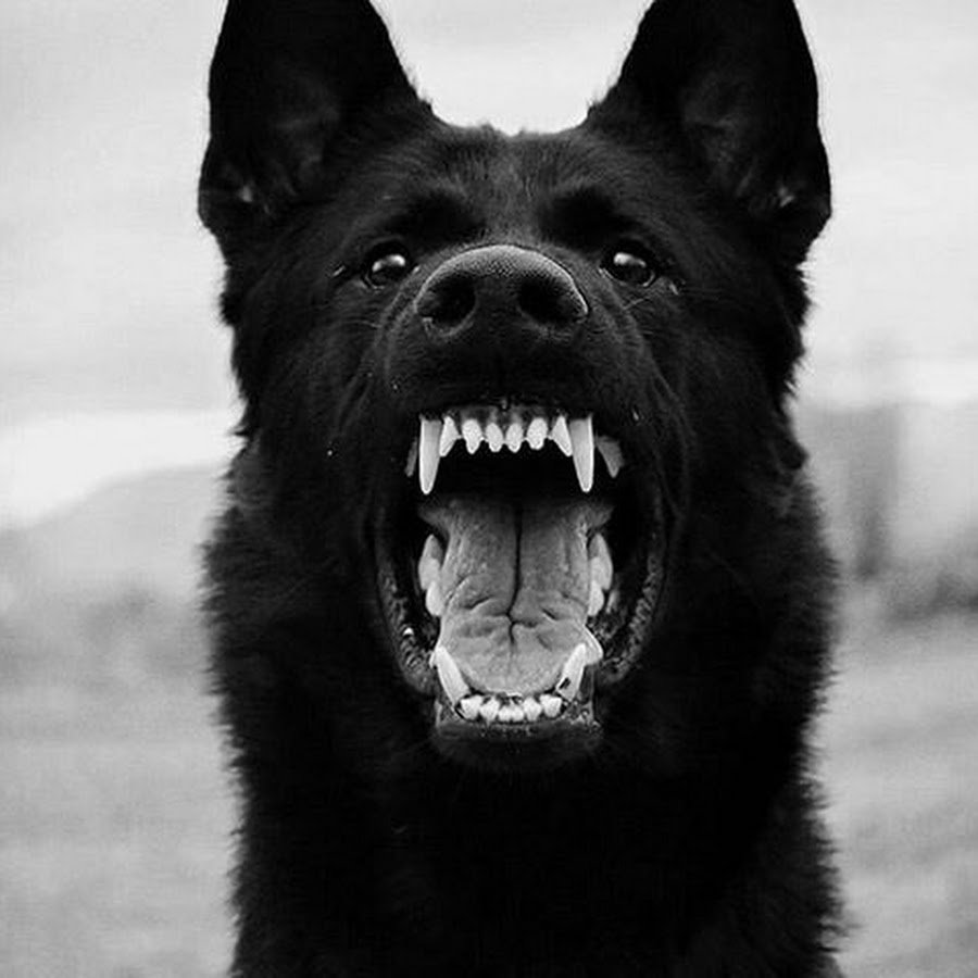 Немецкая овчарка черная короткошерстная