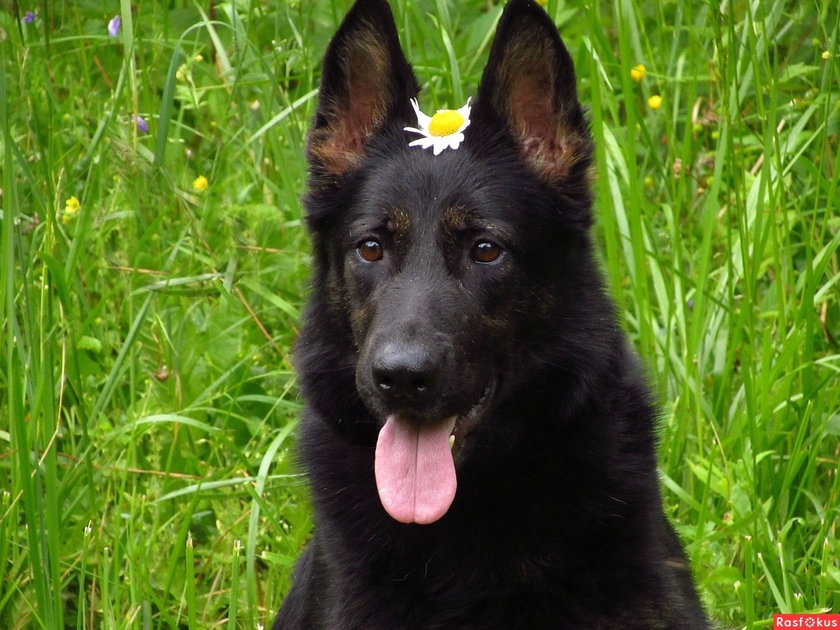 Волкособ с овчаркой