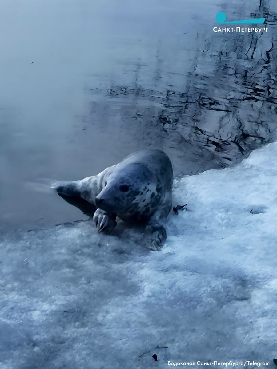 Нерпа машет