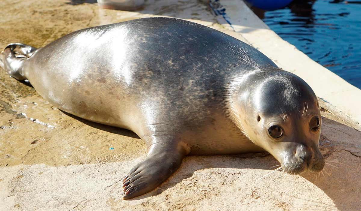 Сайменская Нерпа Финляндия