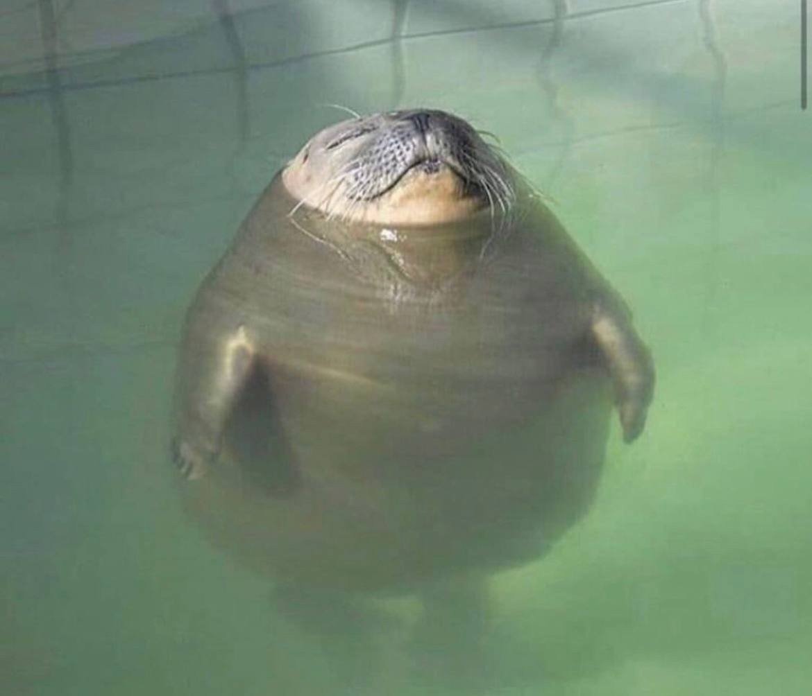 Забавный тюлень