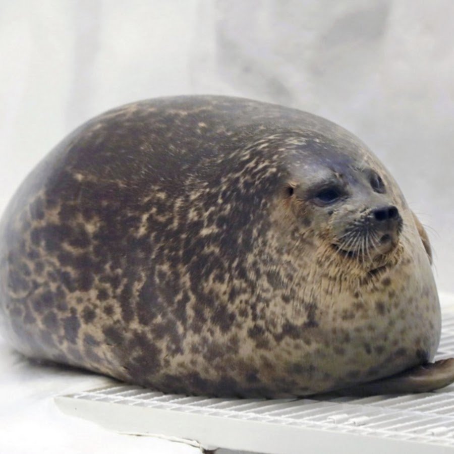 Ладожская кольчатая Нерпа Крошик