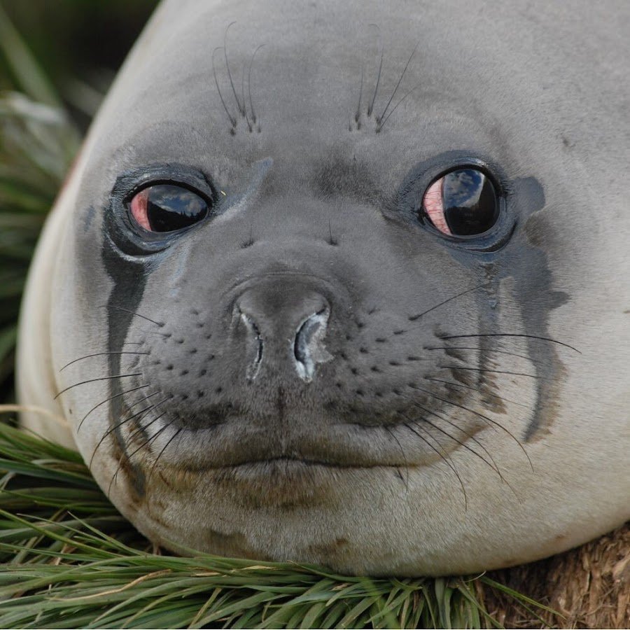 Морской котик смешной