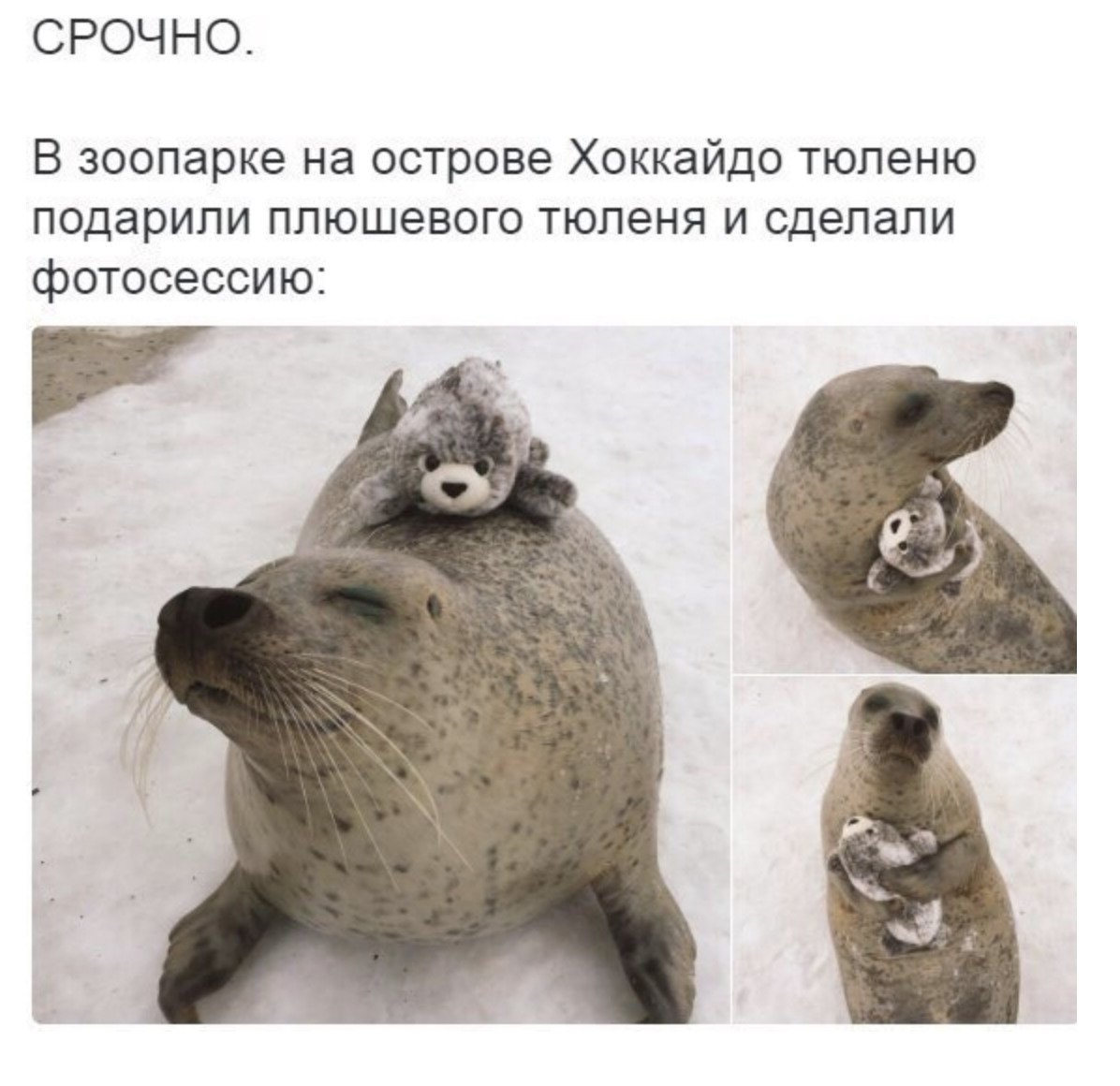 Нерпа и человек