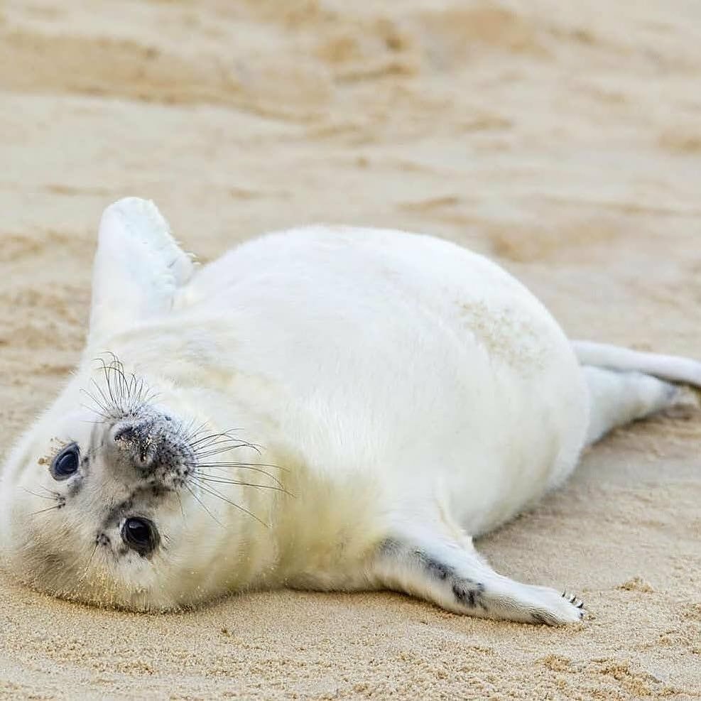 Морской котик и человек