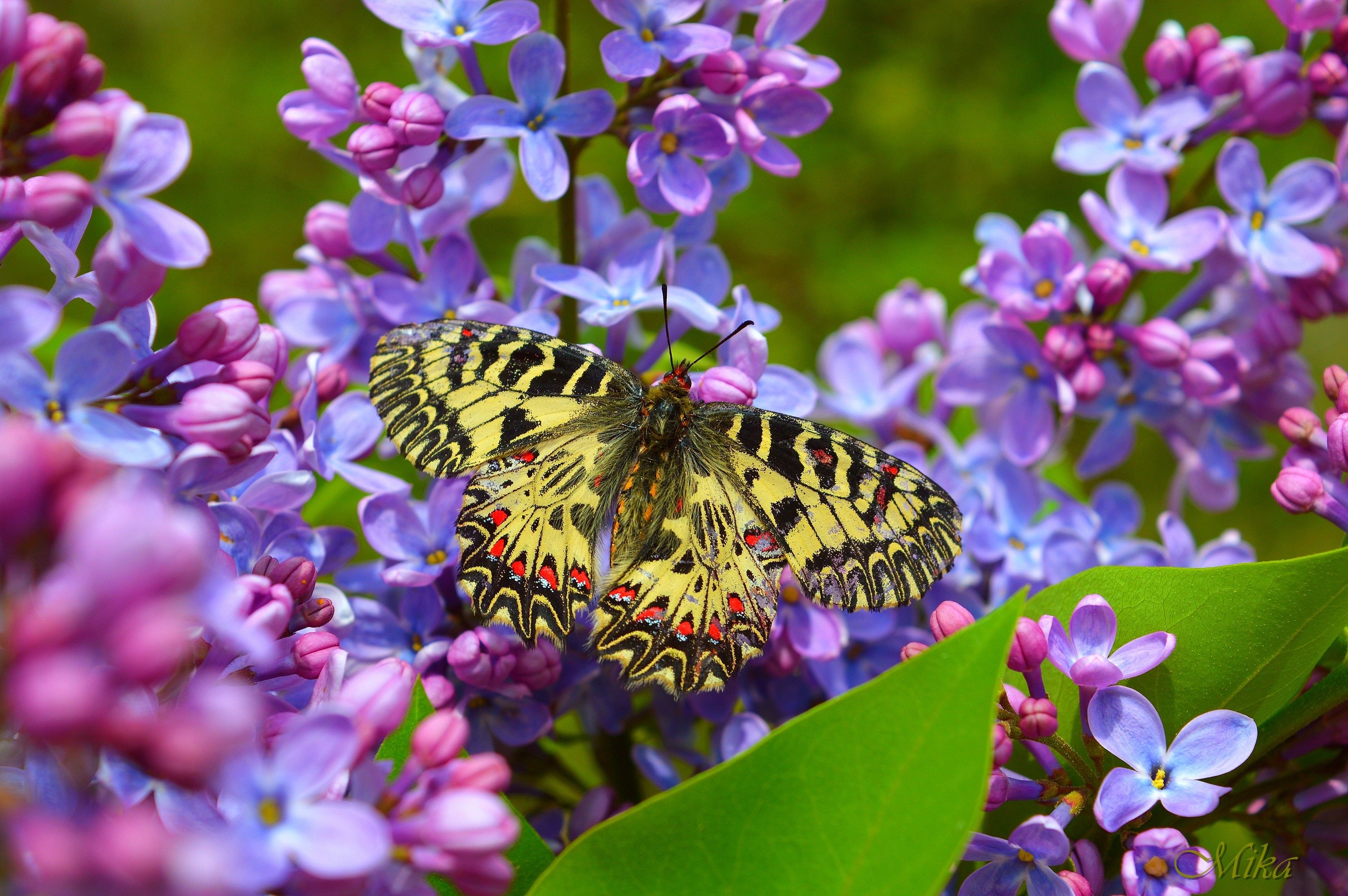 Бабочки весной картинки. Бабочка на цветке. Бабочки в цветах. Сирень и бабочки.