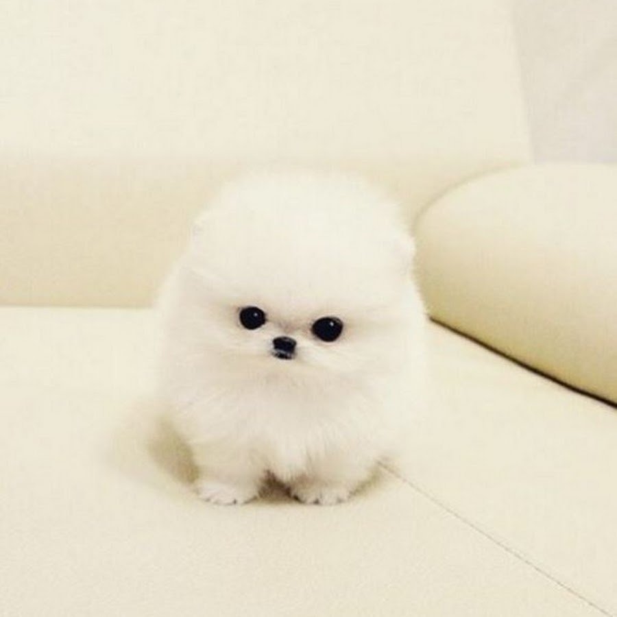 Померанский шпиц Teacup.