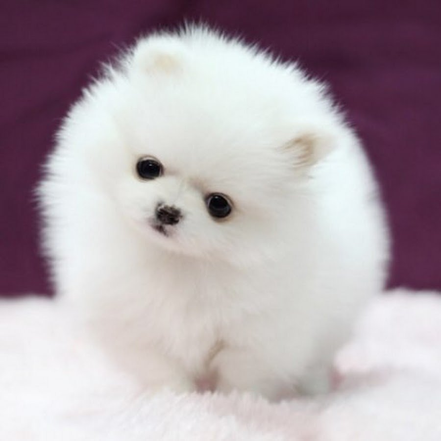 Шпиц карликовый белый