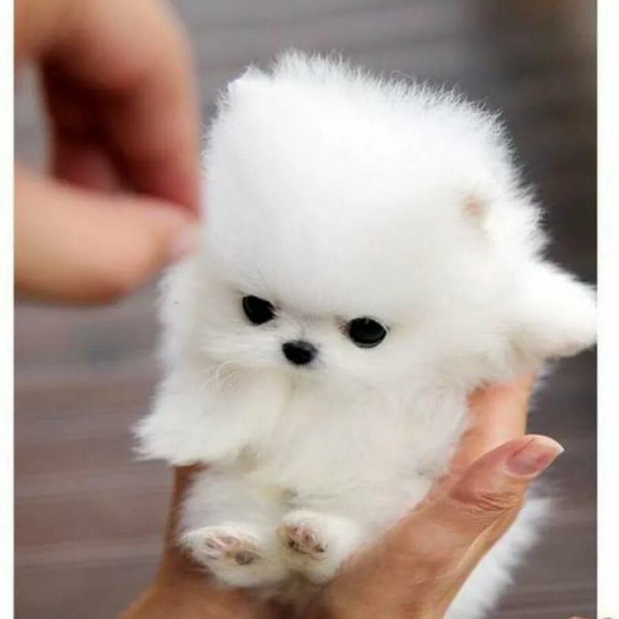 Померанский шпиц белый корейский