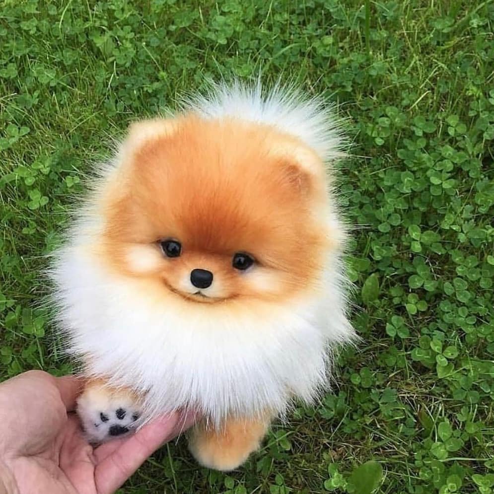 Померанский шпиц