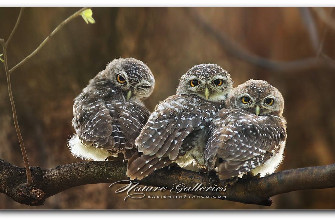 Совы нежные