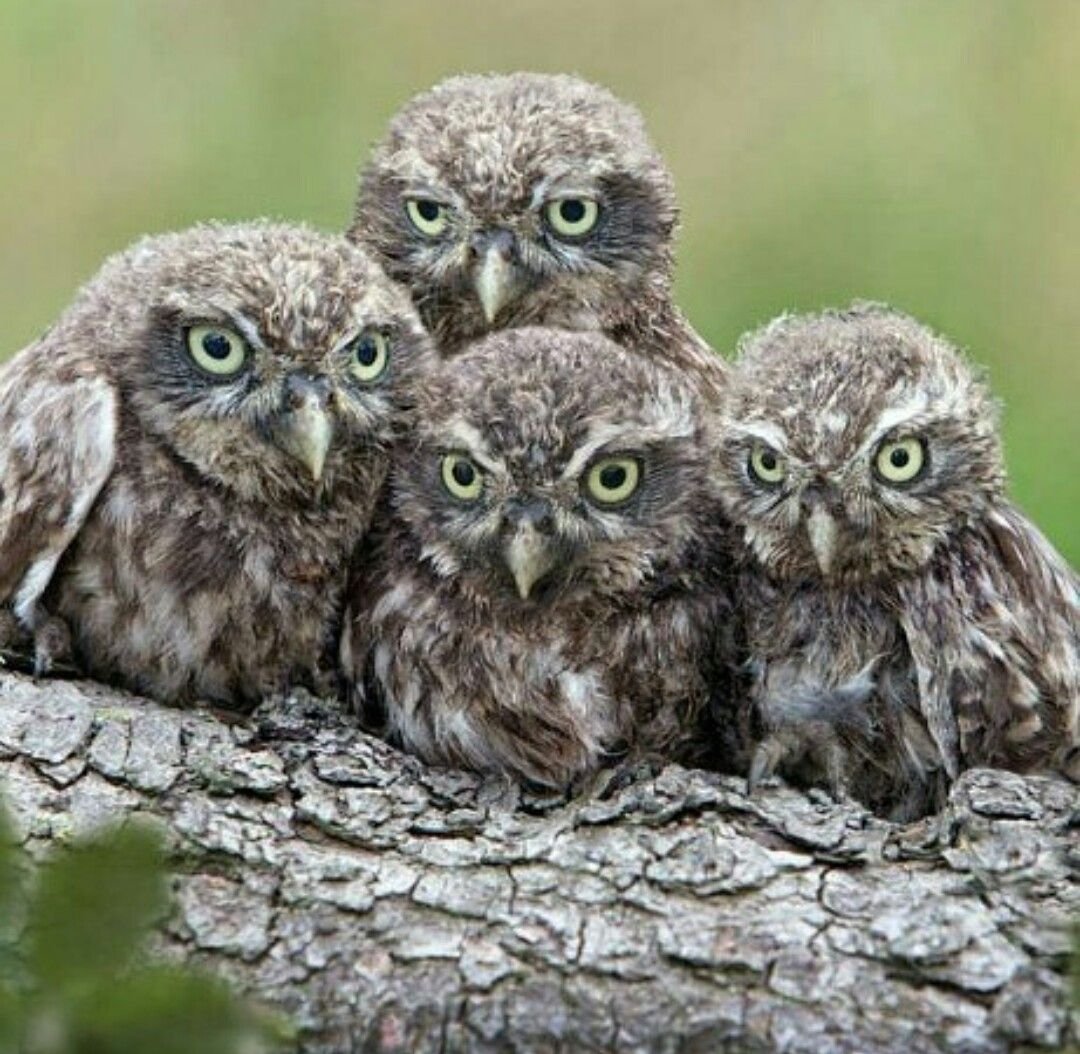 Совы маленькие детеныш