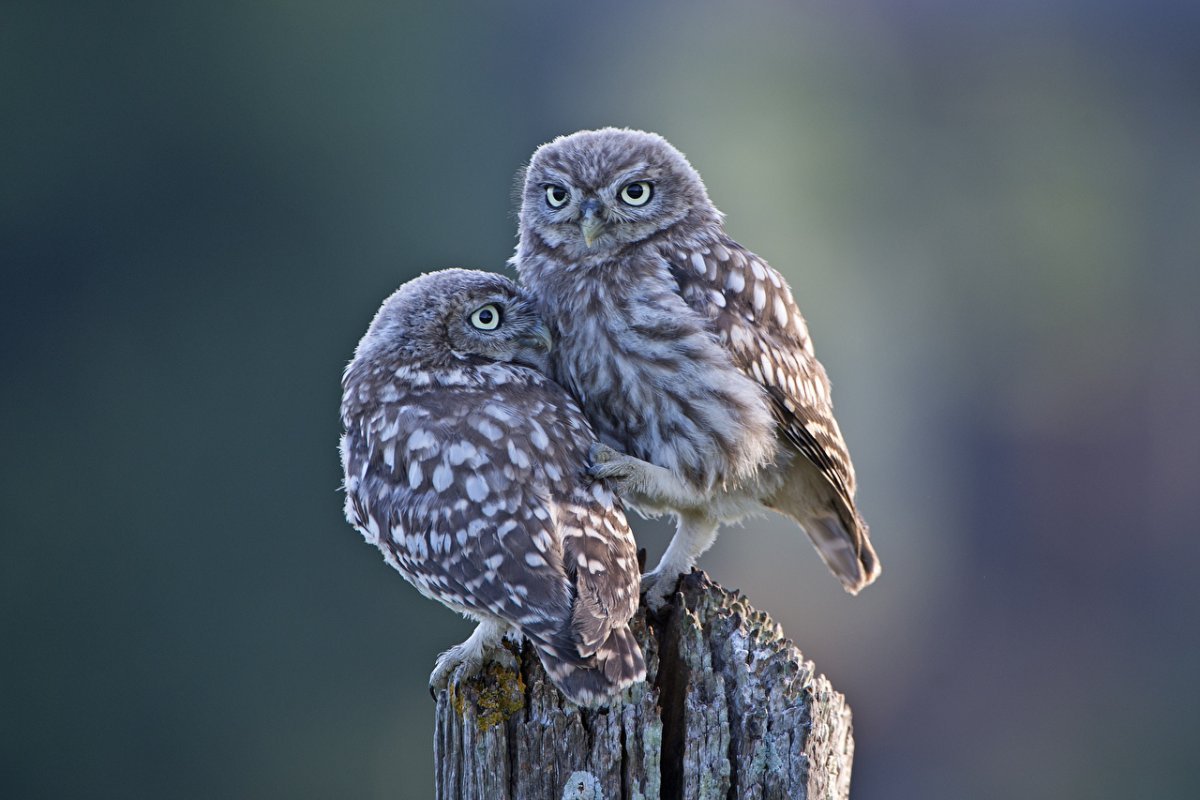 Североамериканский мохноногий Сыч