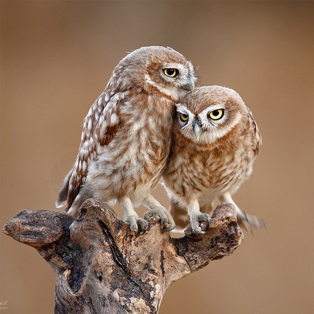 Домовый Сыч птенец