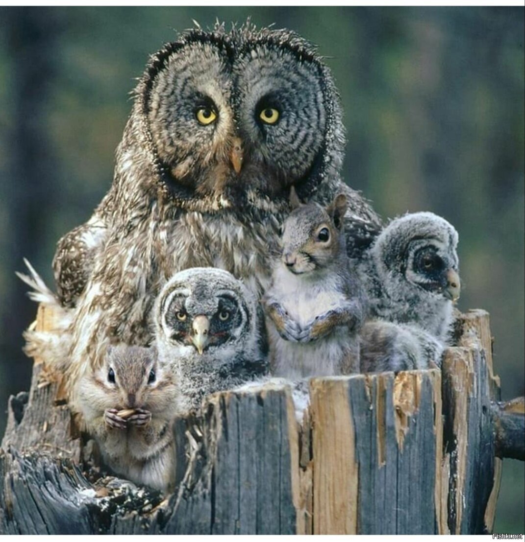 Сова с птенцами