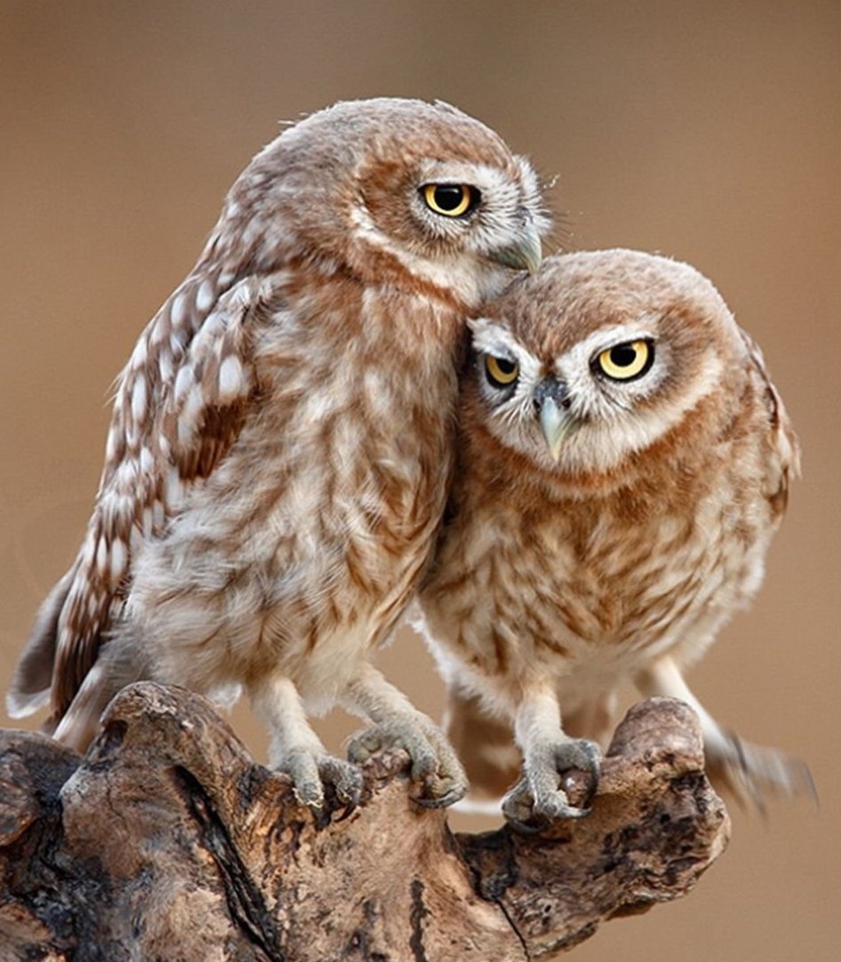 Сова породы Сыч