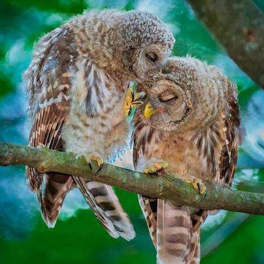 Совы обнимаются