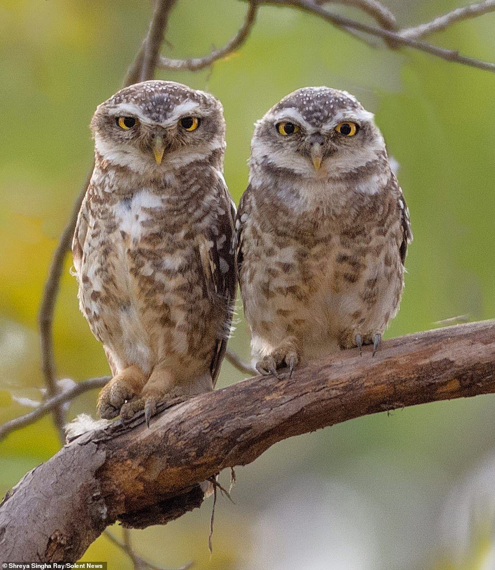 Совы семейства Совиные