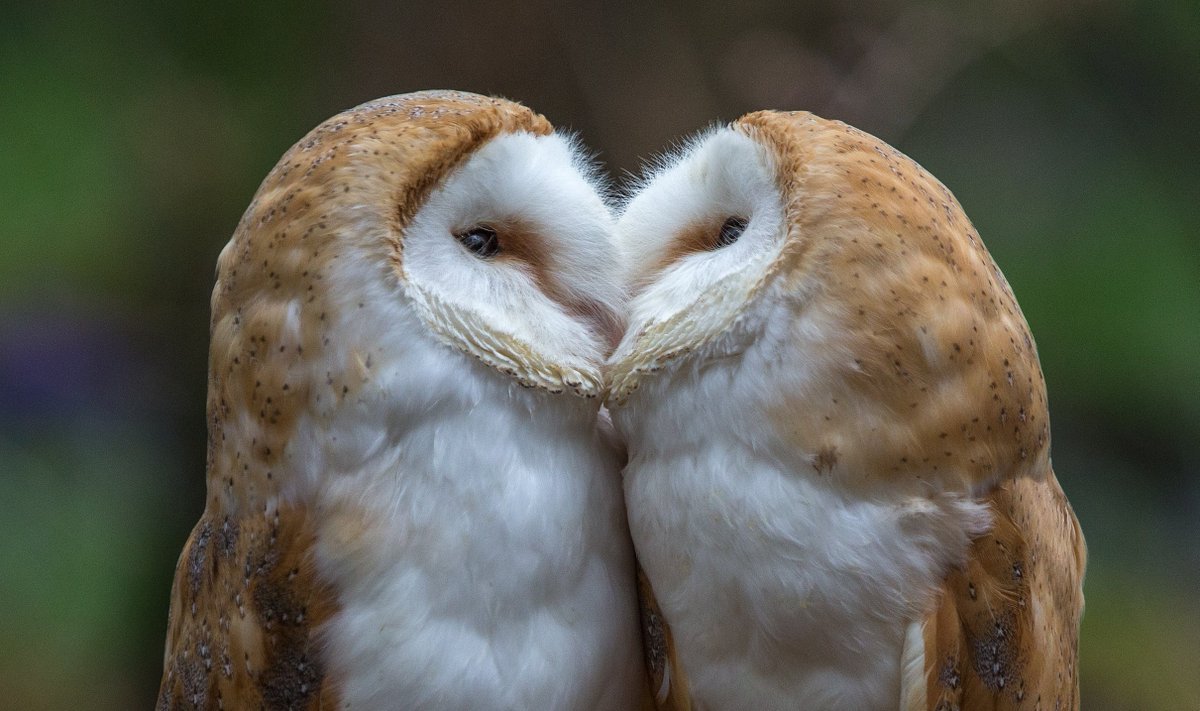 Совы-Сипухи пара