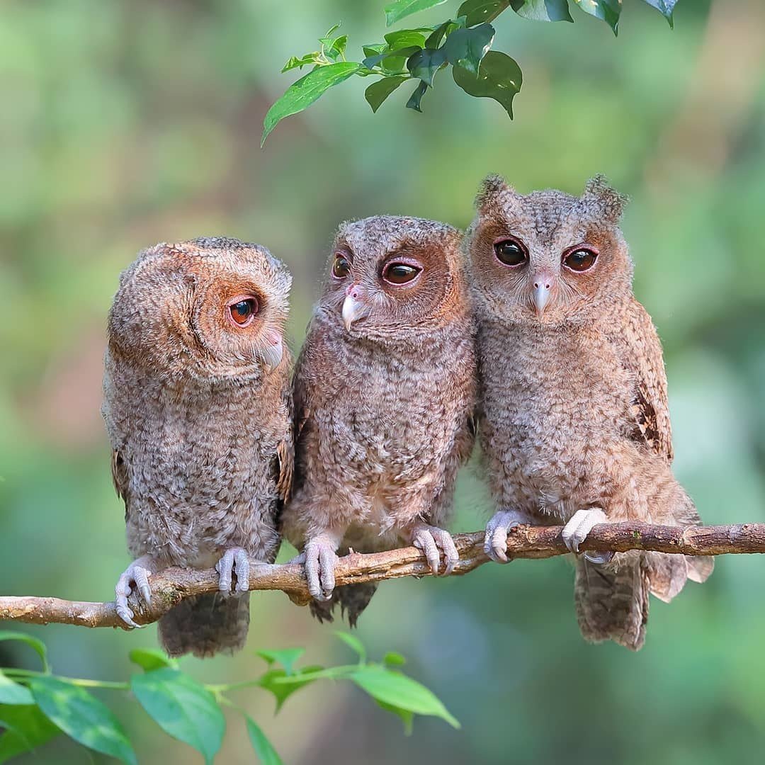 Филин обыкновенный птенцы