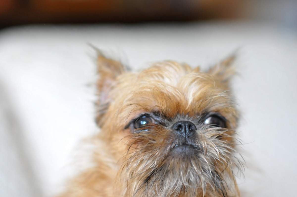 Грифончик бельгийский