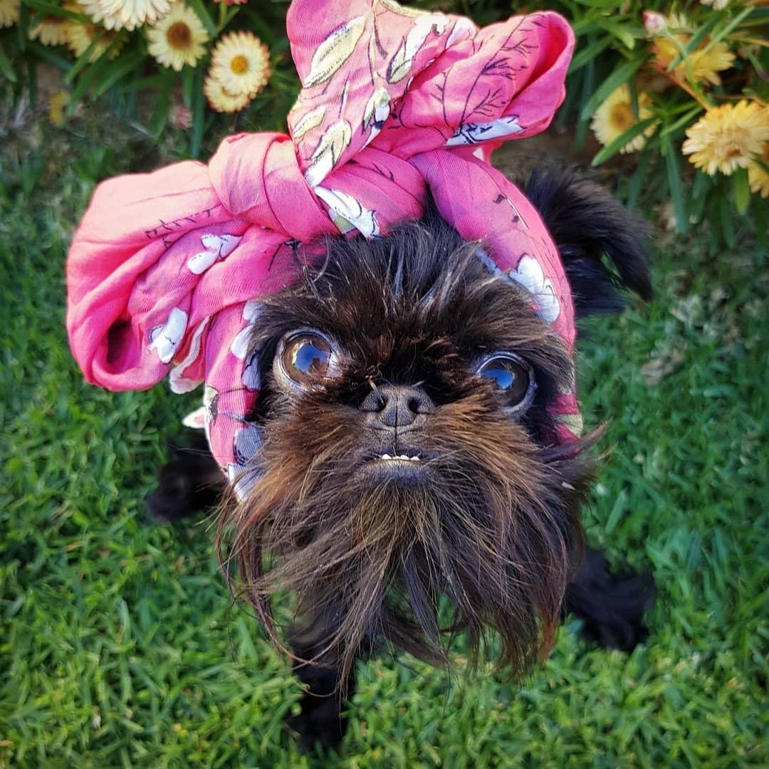 Мини гриффон собака