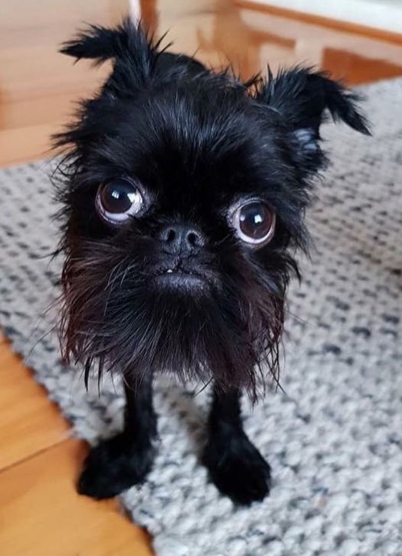 Голландский гриффон