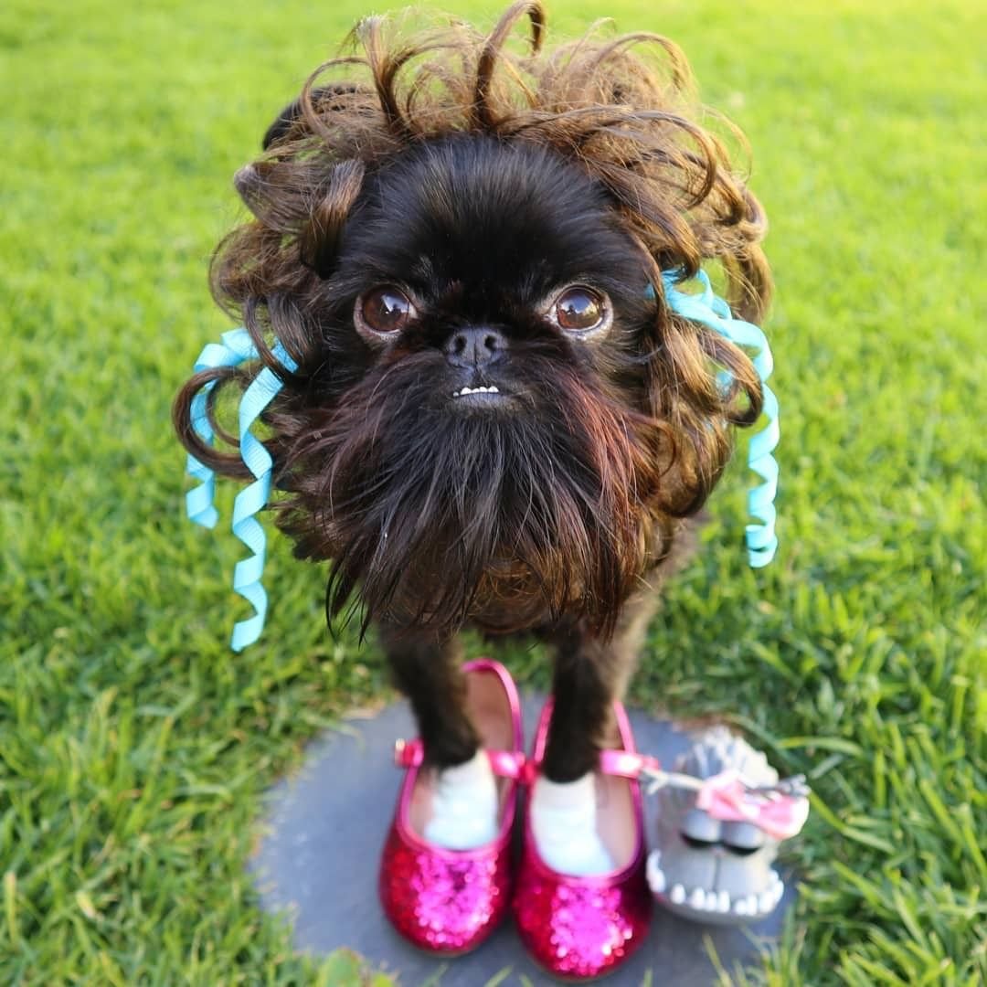 Чёрный Грифон бельгийский гриффон