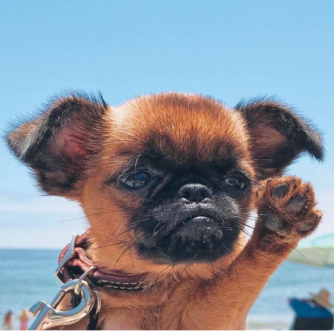 Животных ответ собака