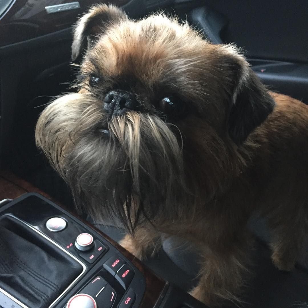 Валяние из шерсти собаки гриффон